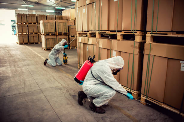 Wasp Removal Services in Perris, CA