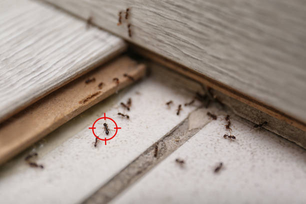 Best Exterminator Services  in Perris, CA