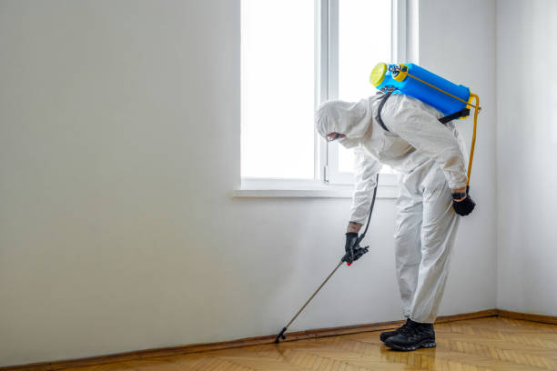 Best Flea Control Services  in Perris, CA