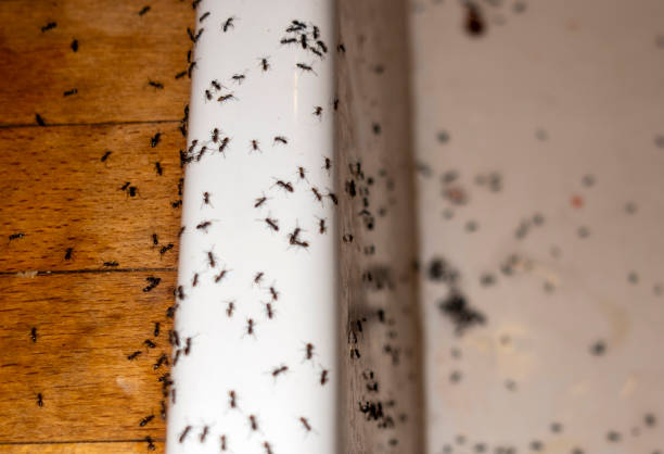 Best Pest Control Near Me  in Perris, CA