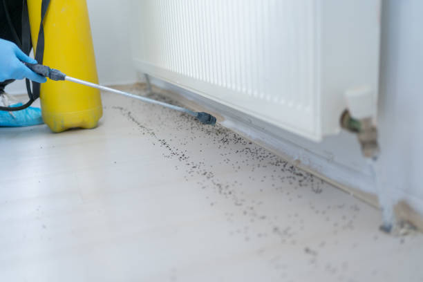 Best Pest Control Treatment  in Perris, CA